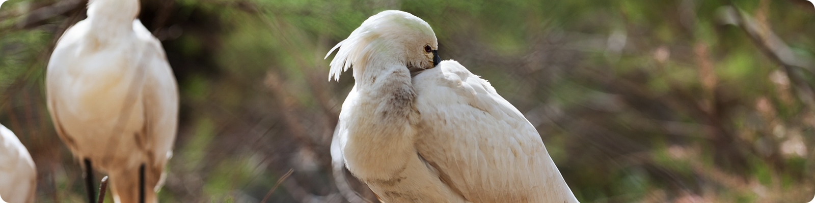 wildlife research tracker battery