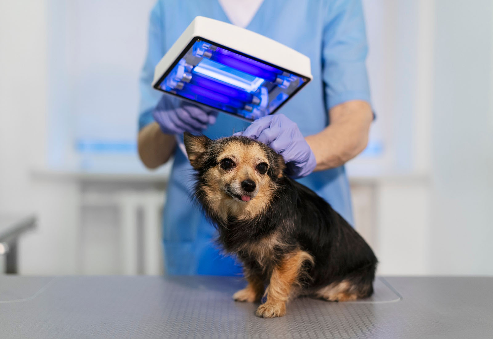 lithium polymer battery for pet dental x-ray machine