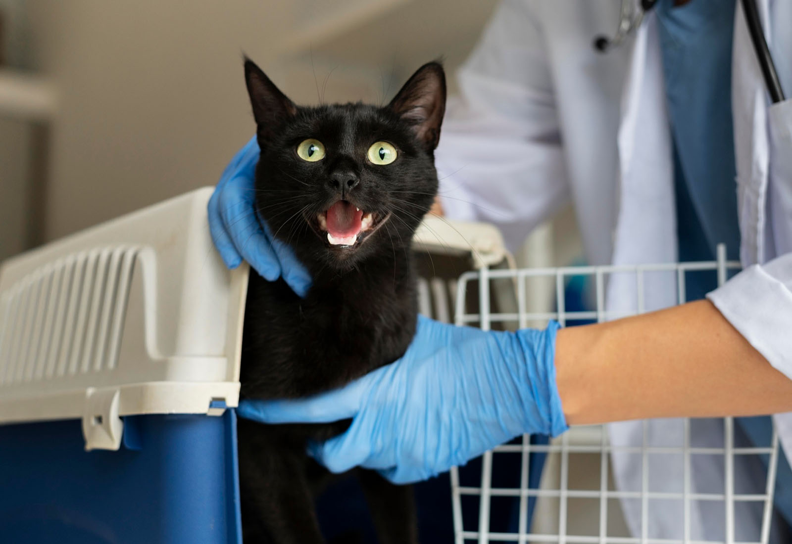 Pet Dental X-Ray Machine Lithium Battery