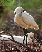 Wildlife Research Trackers